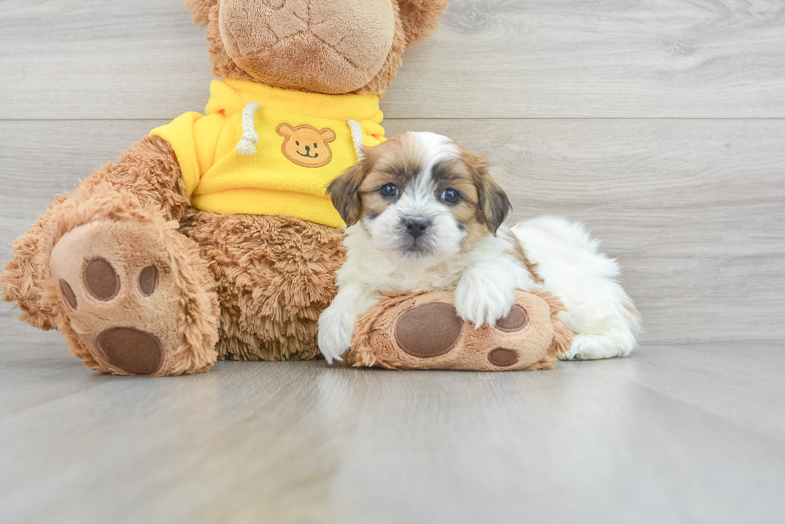 Fluffy Teddy Bear Designer Pup