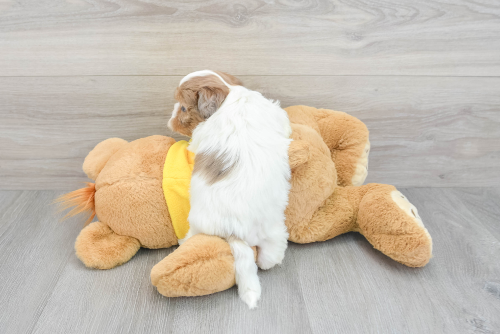 Petite Teddy Bear Designer Pup