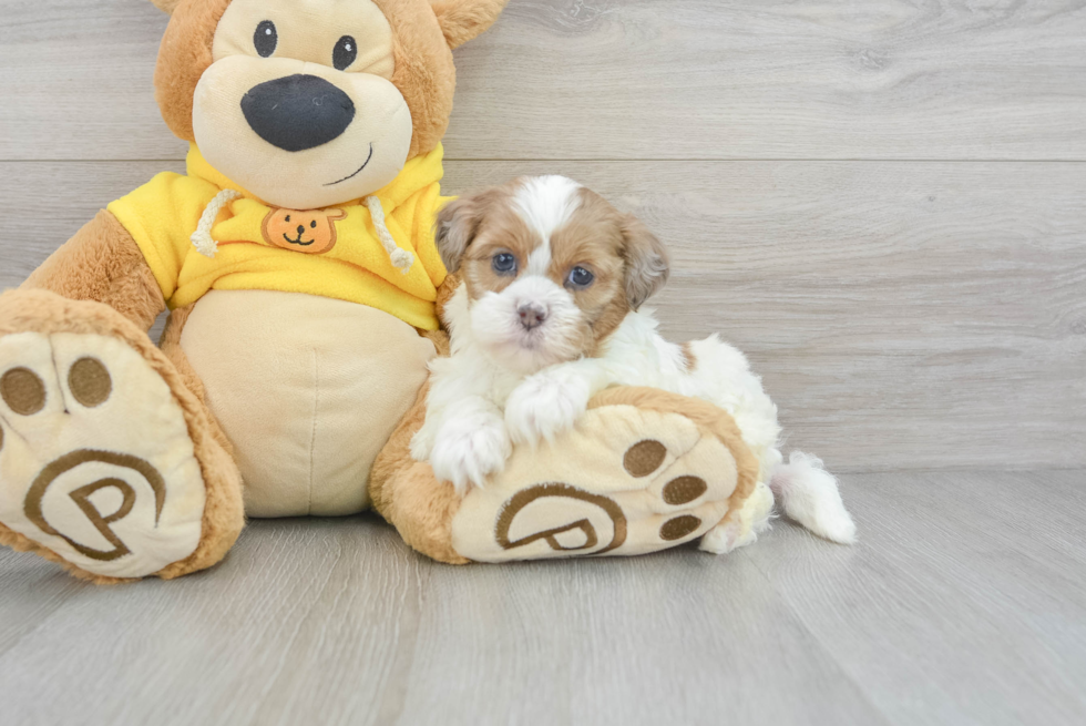 Teddy Bear Puppy for Adoption