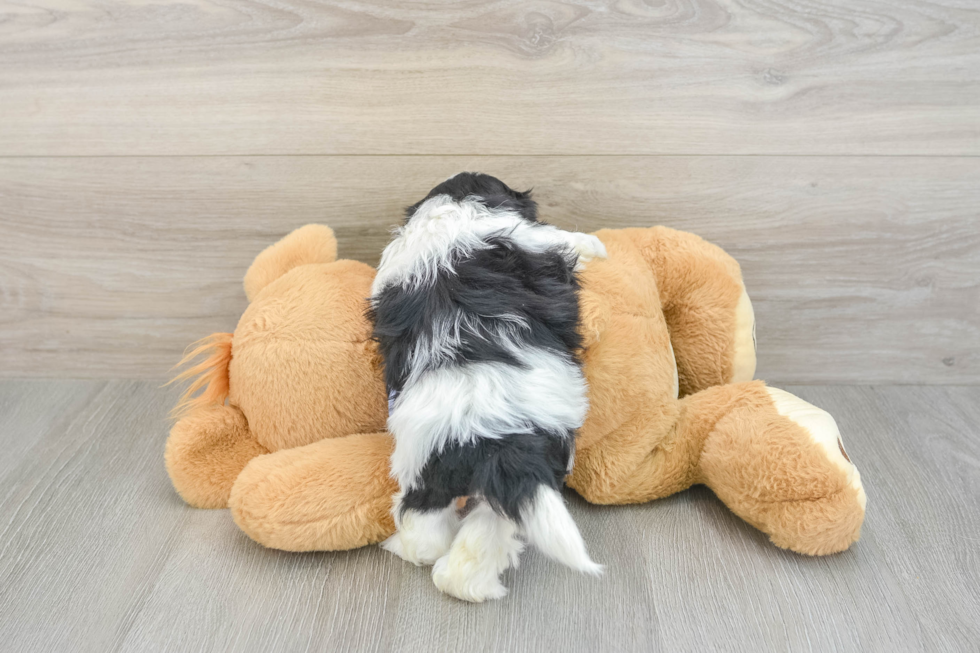 Teddy Bear Puppy for Adoption