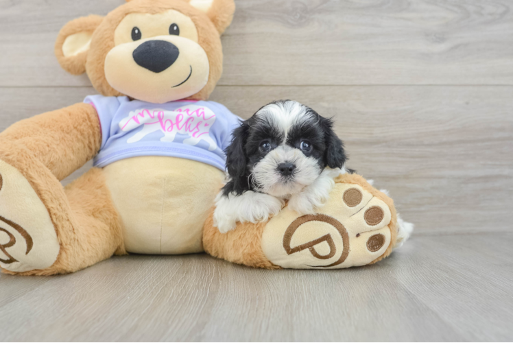 Teddy Bear Puppy for Adoption