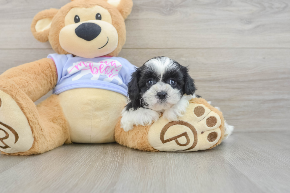 Teddy Bear Puppy for Adoption