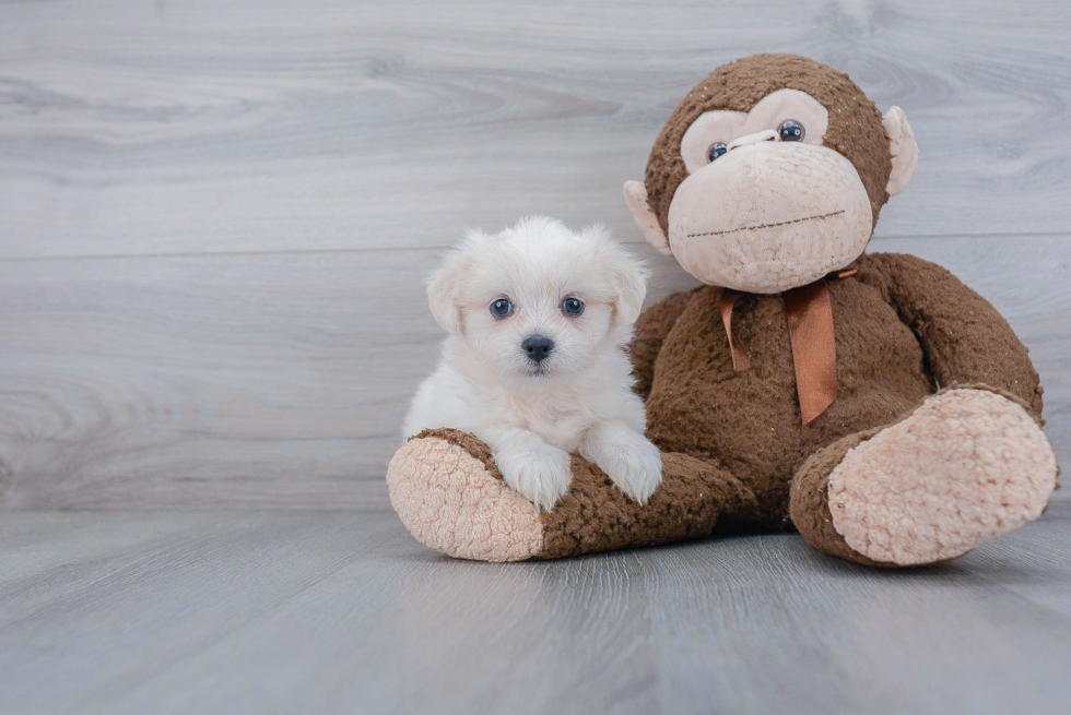 Cute Teddy Bear Baby