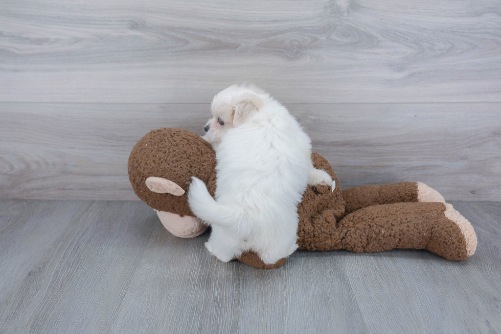 Best Teddy Bear Baby