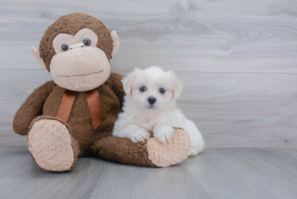 Small Teddy Bear Baby