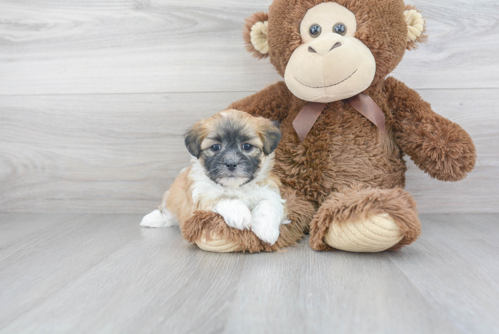 Best Teddy Bear Baby