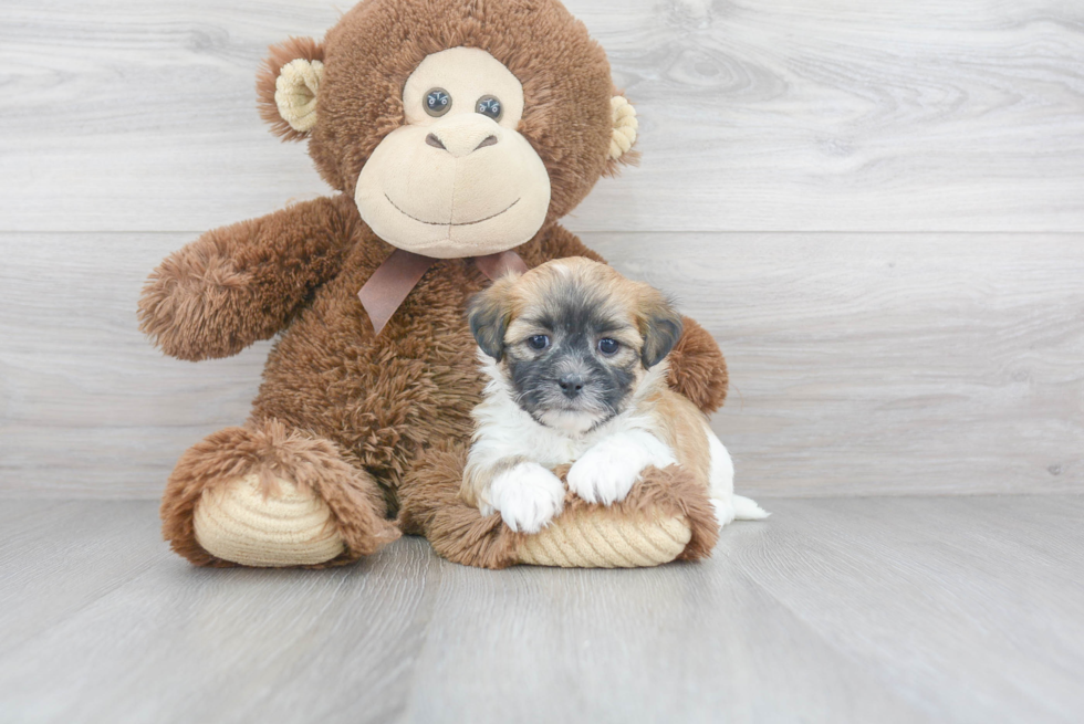 Energetic Shitzu Designer Puppy