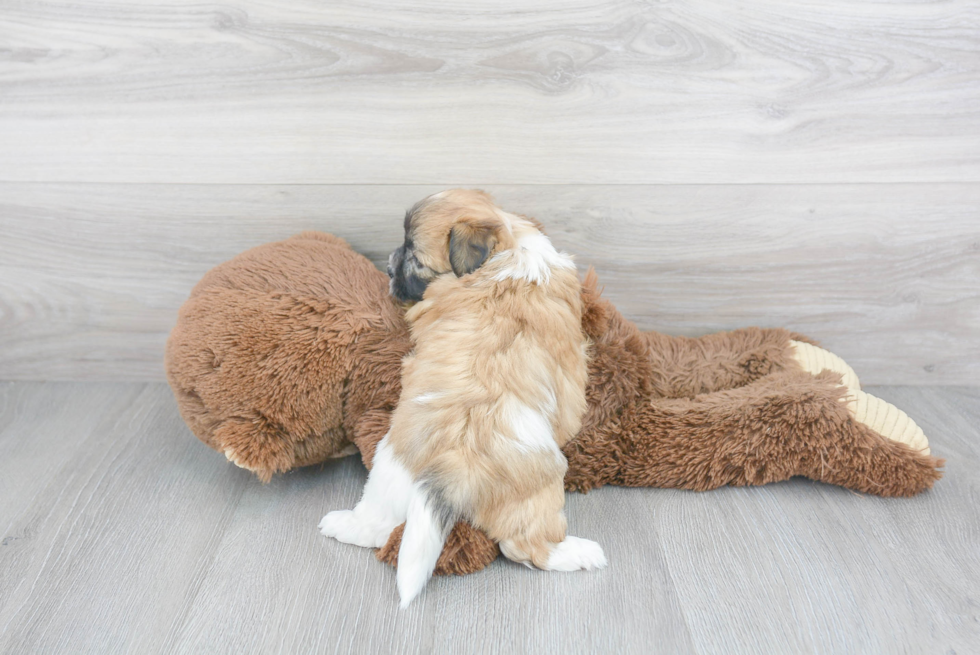 Little Shi Chon Designer Puppy