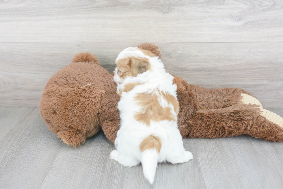 Fluffy Teddy Bear Designer Pup