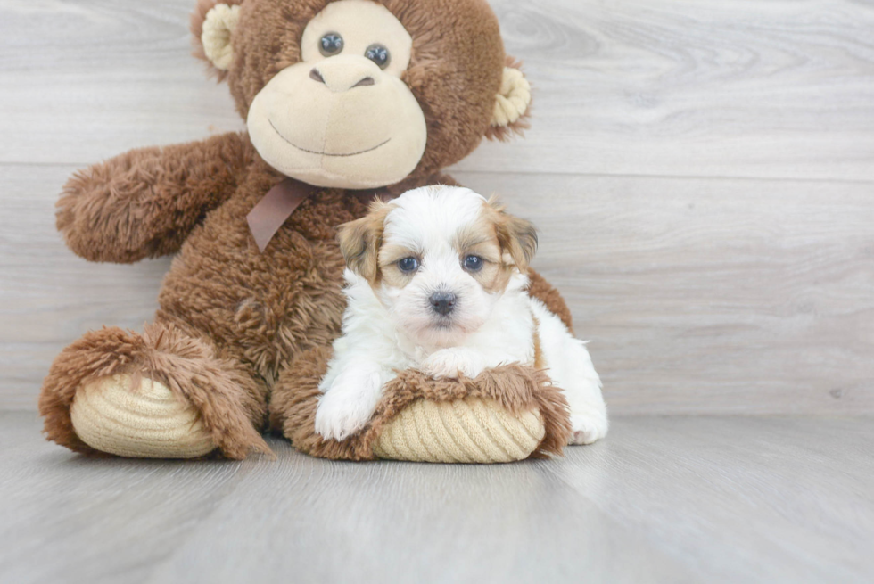 Teddy Bear Pup Being Cute