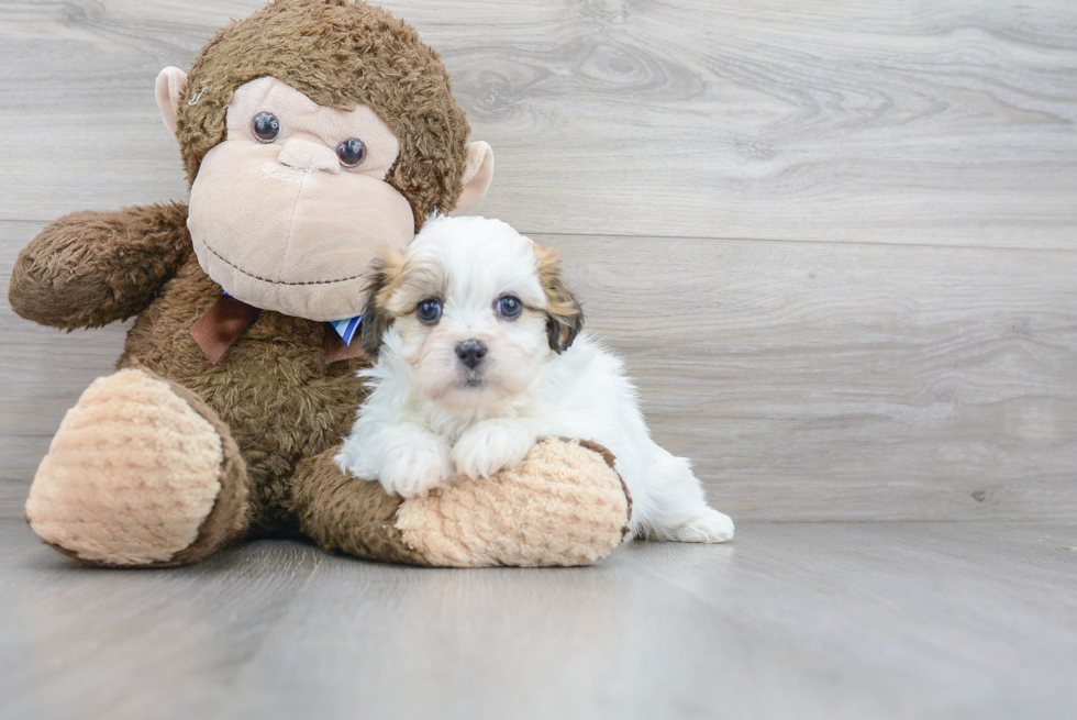 Teddy Bear Pup Being Cute
