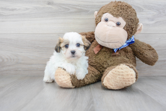 Hypoallergenic Shichon Designer Puppy