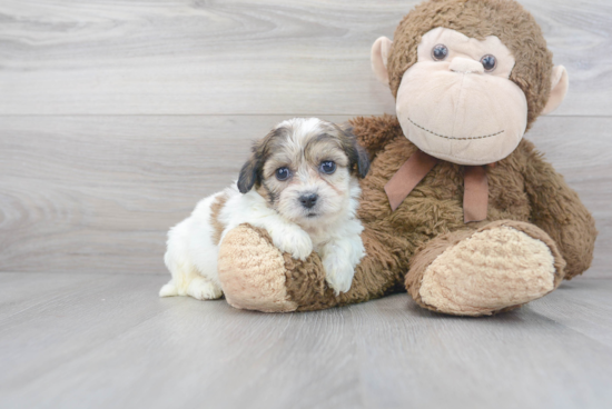 Little Shitzu Designer Puppy