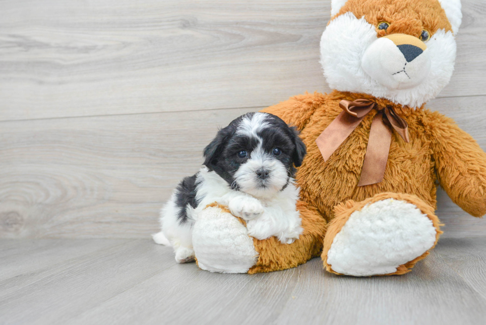 Teddy Bear Puppy for Adoption