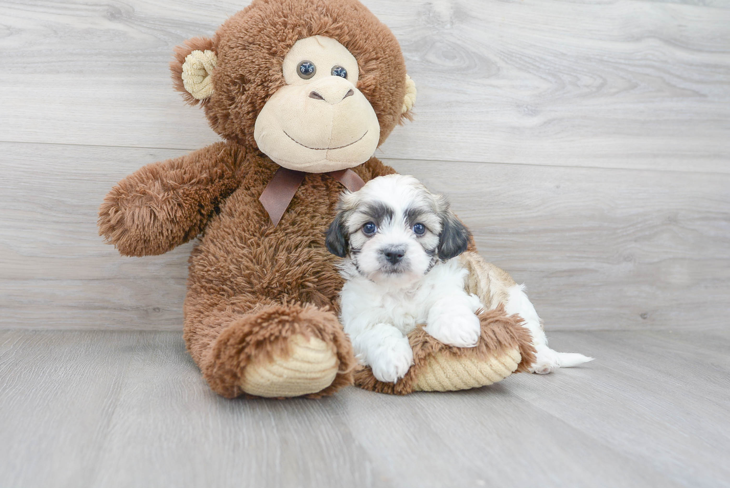 Teddy Bear Puppy for Adoption