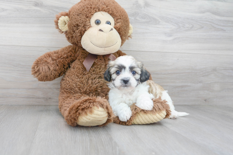 Teddy Bear Puppy for Adoption