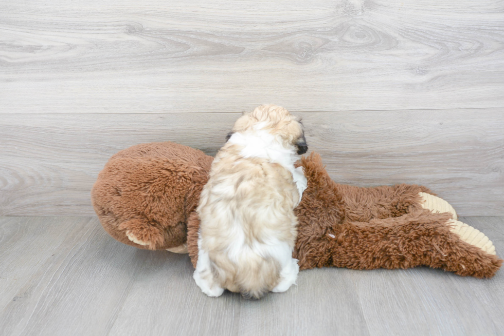 Popular Teddy Bear Designer Pup