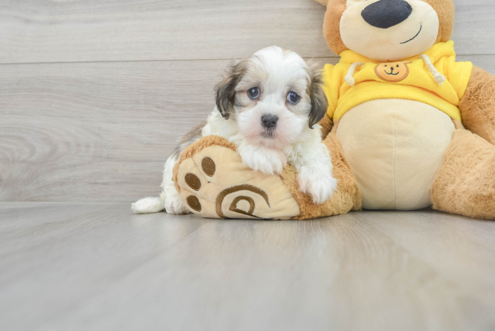 Teddy Bear Puppy for Adoption