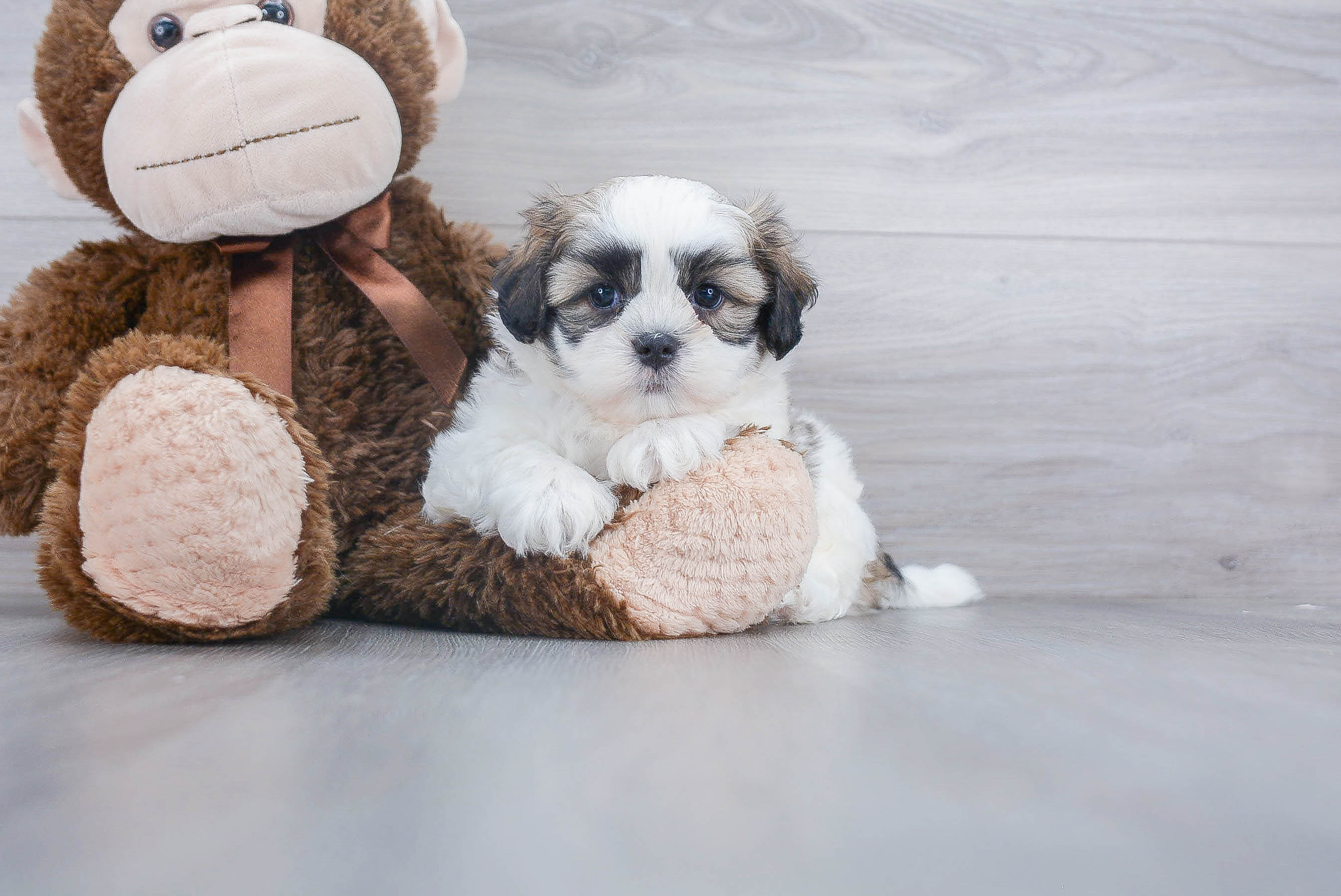 Funny Teddy Bear Designer Pup