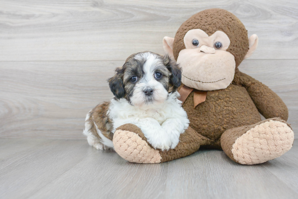 Popular Teddy Bear Designer Pup