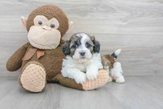 Funny Teddy Bear Designer Pup