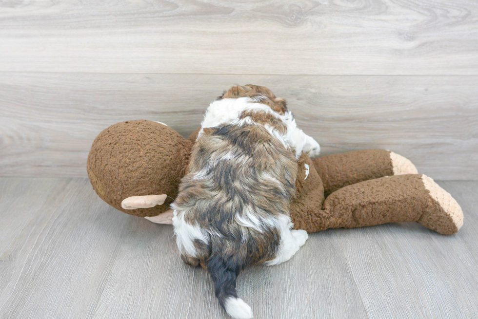 Adorable Shichon Designer Puppy