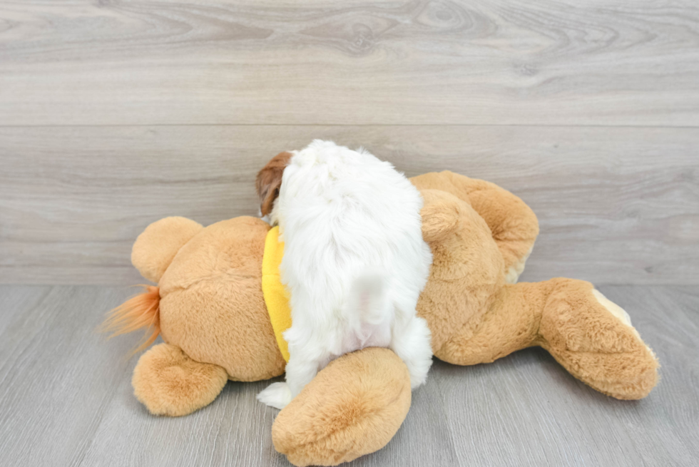 Teddy Bear Pup Being Cute