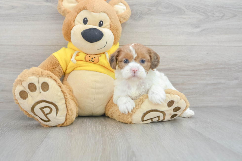 Happy Teddy Bear Baby