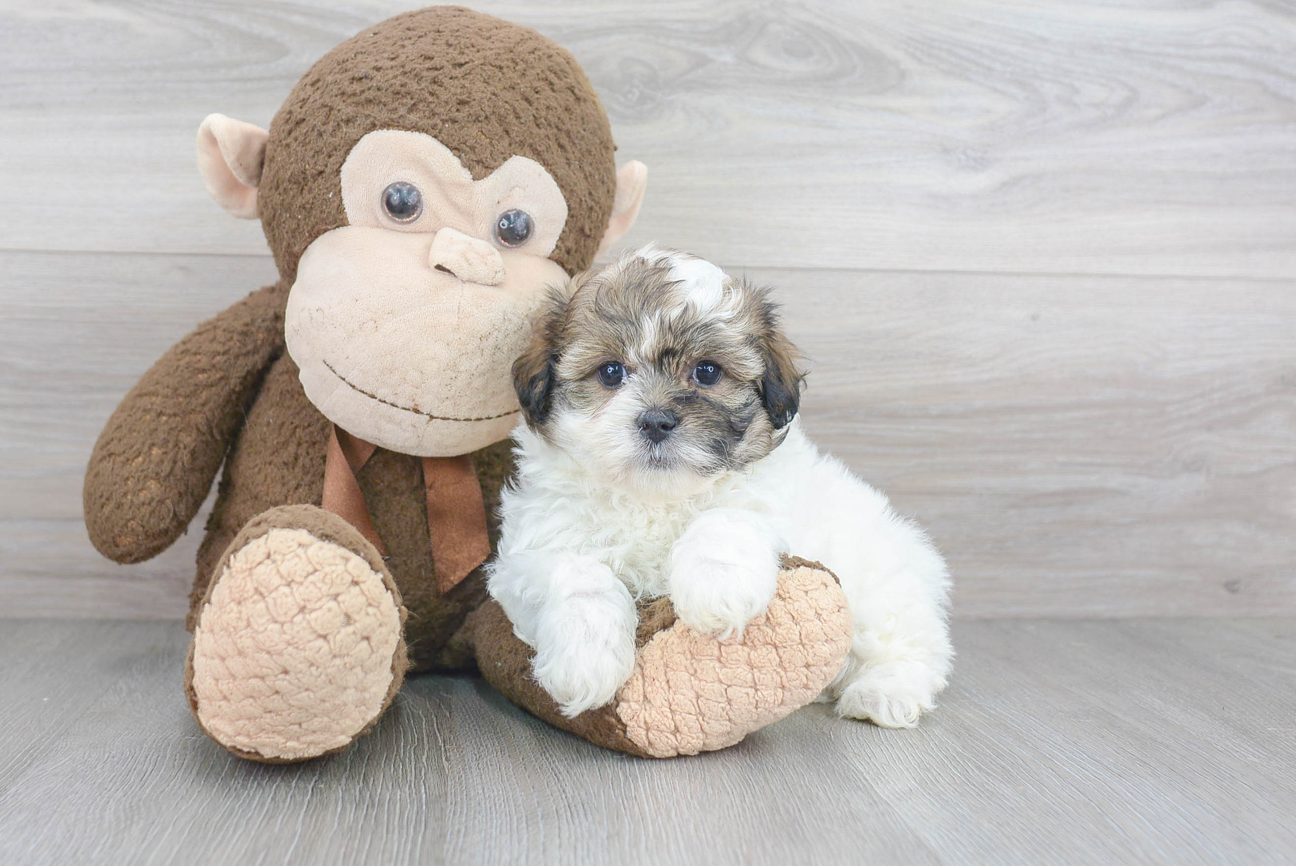 Best Teddy Bear Baby
