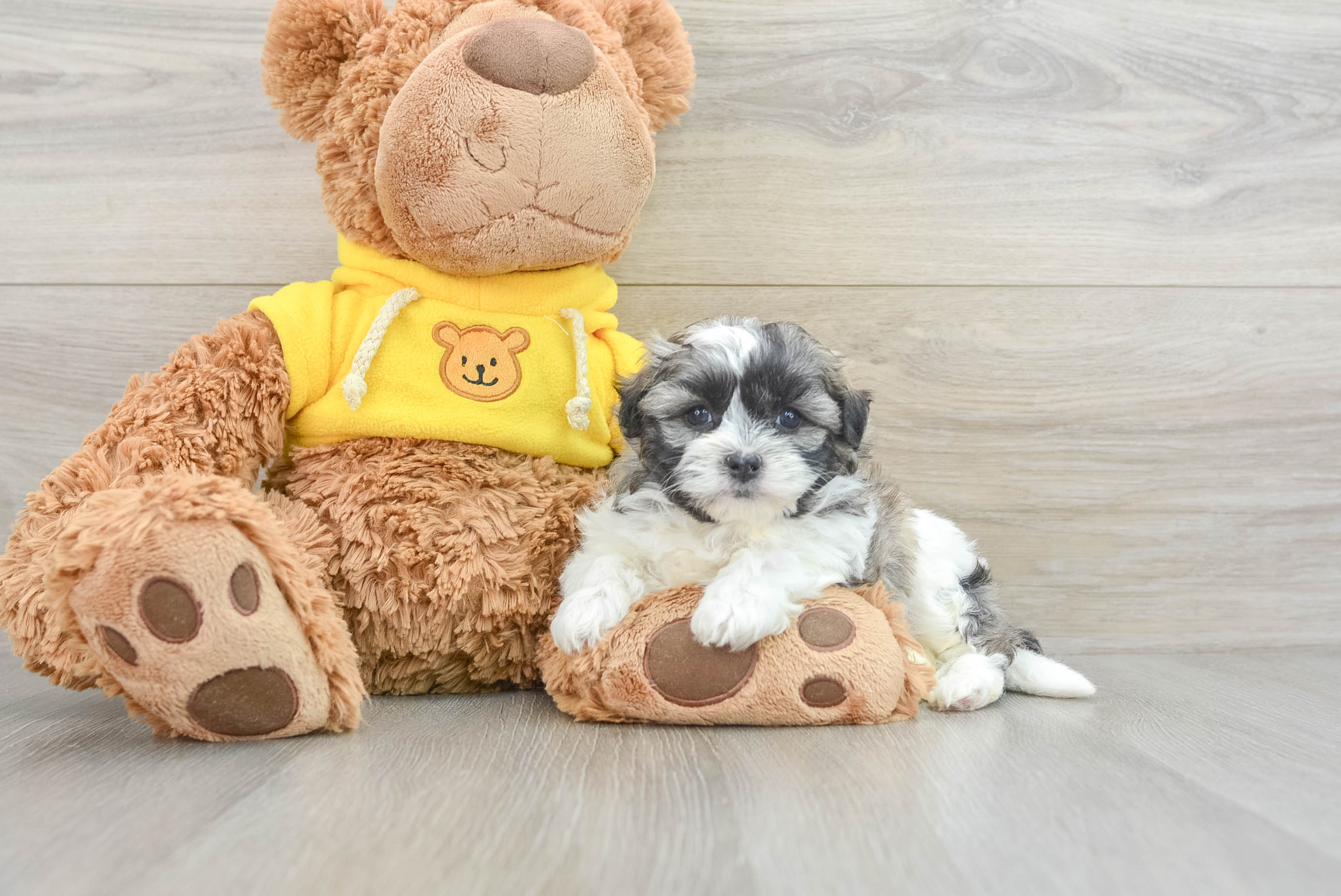 Best Teddy Bear Baby