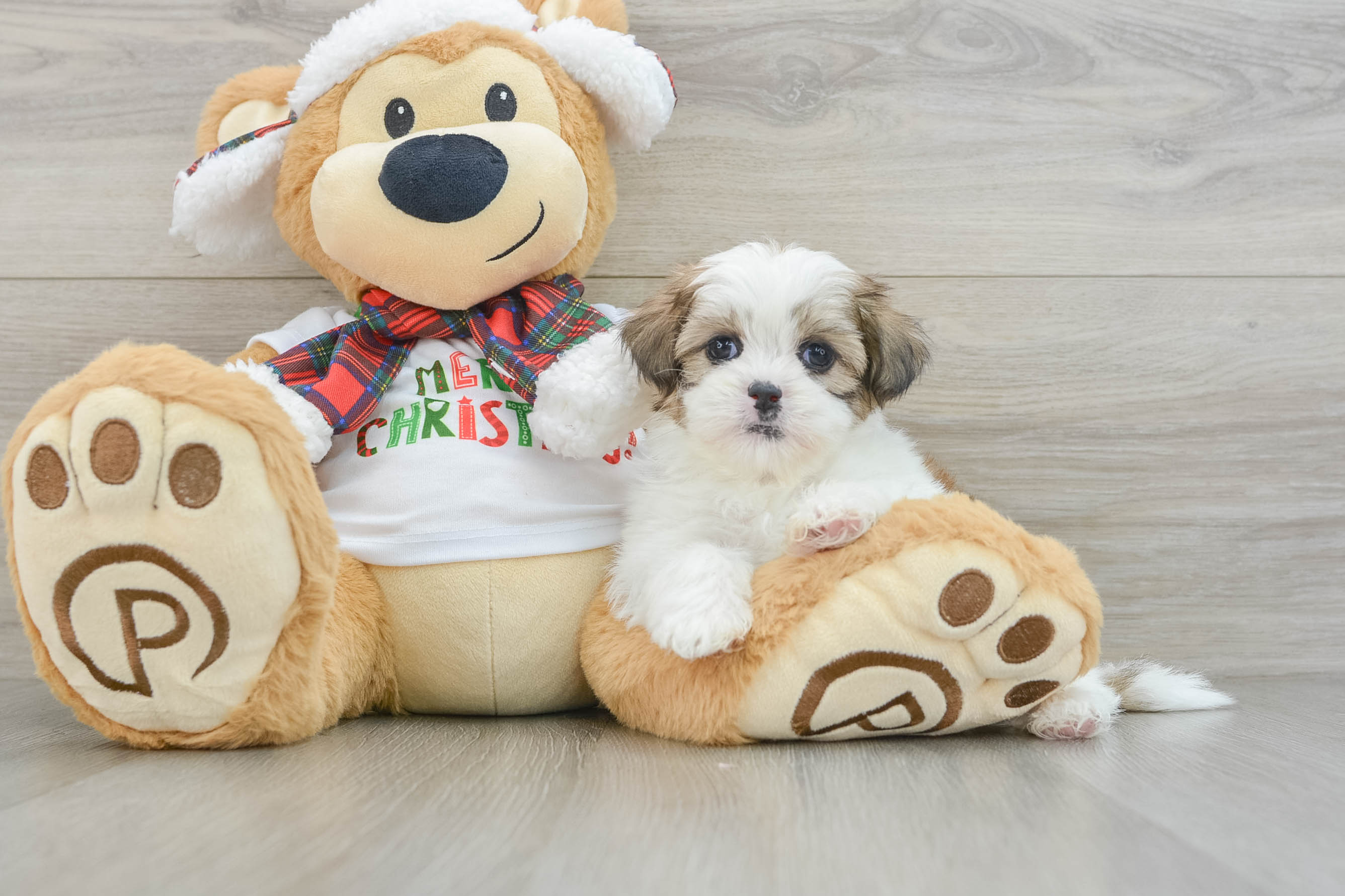 Teddy Bear Pup Being Cute