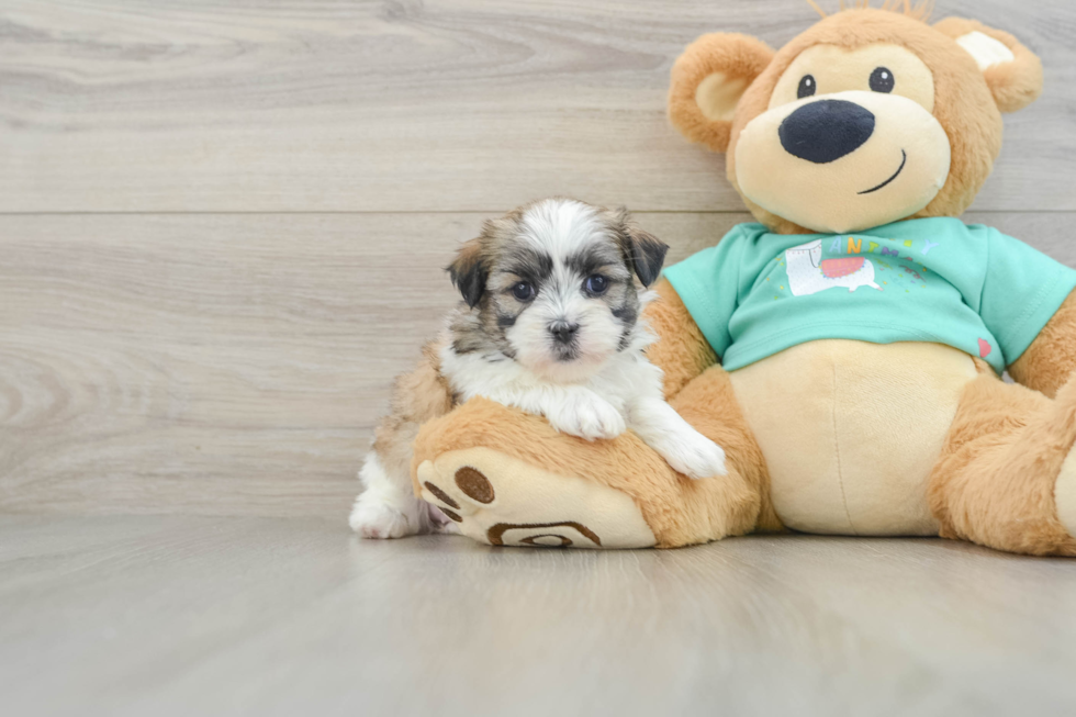 Teddy Bear Puppy for Adoption