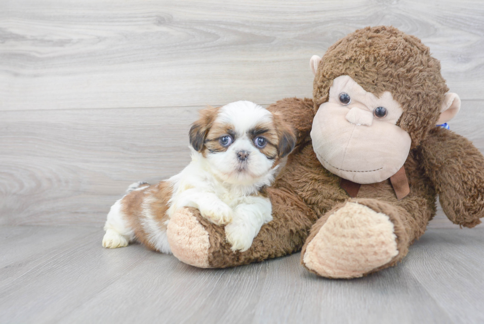 Little Shit Designer Puppy