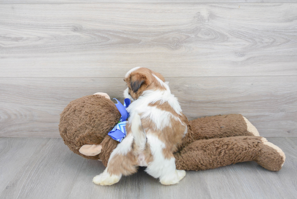 Petite Teddy Bear Designer Pup