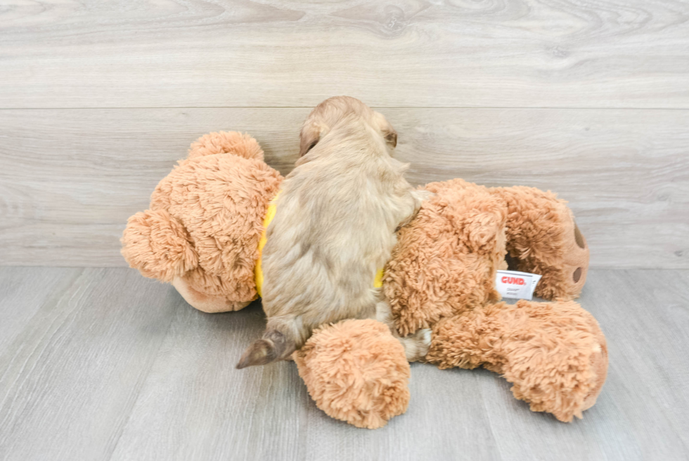 Teddy Bear Puppy for Adoption