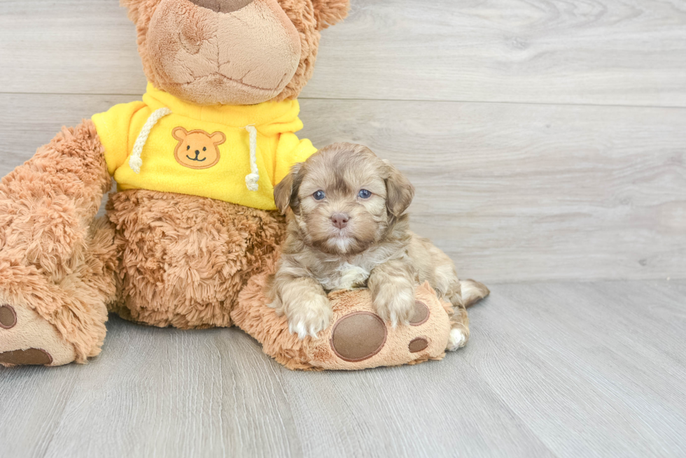 Friendly Teddy Bear Baby