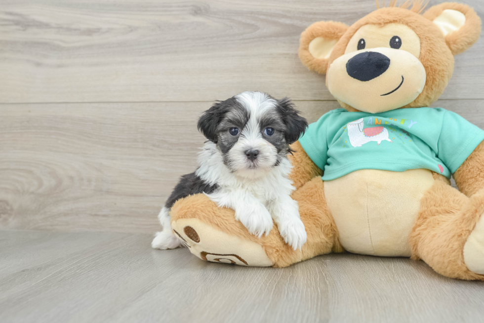 Teddy Bear Pup Being Cute