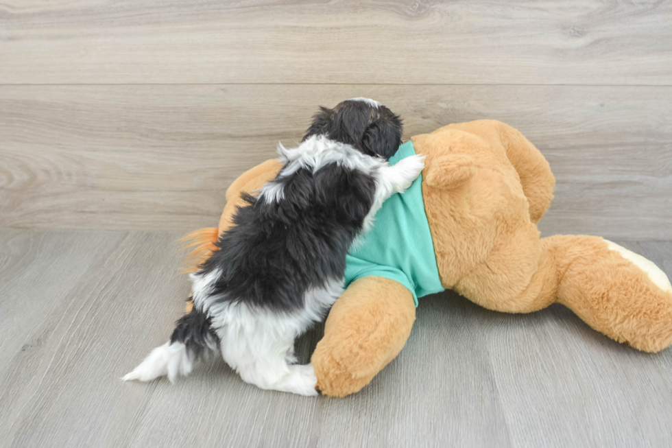 Adorable Shichon Designer Puppy