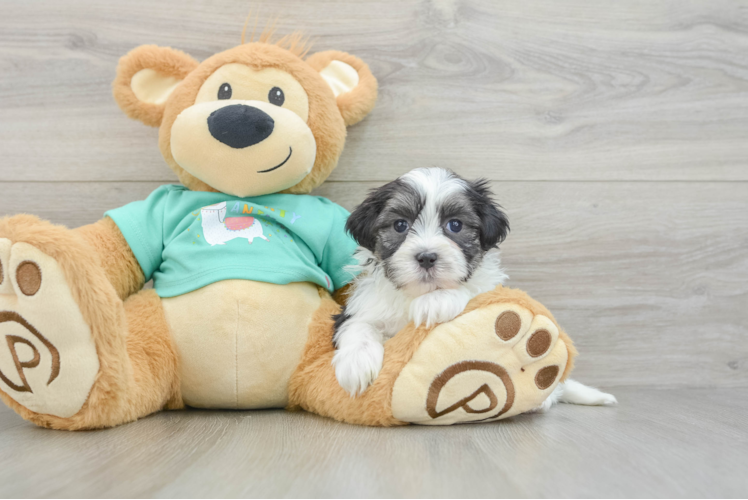 Teddy Bear Pup Being Cute