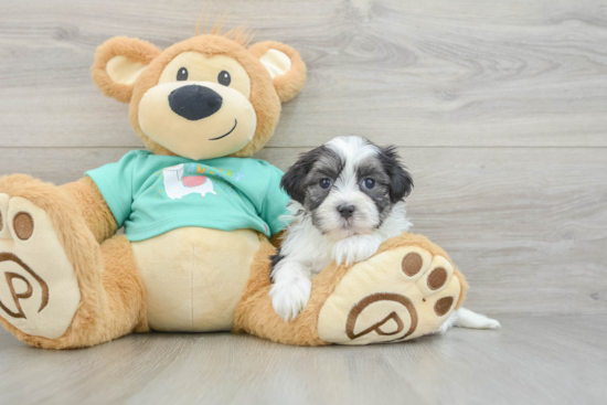 Teddy Bear Pup Being Cute