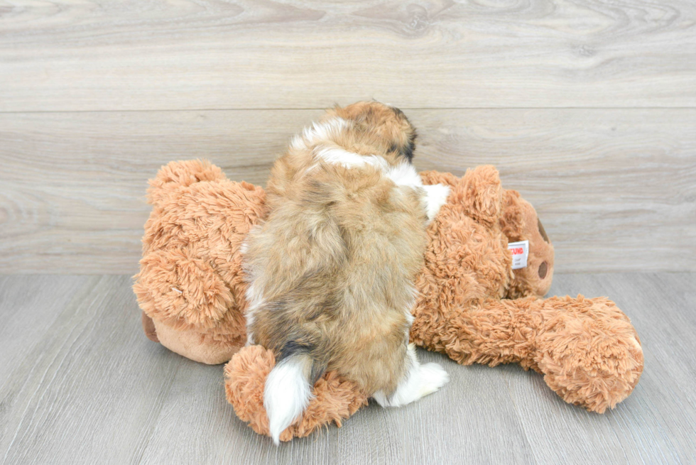 Best Teddy Bear Baby