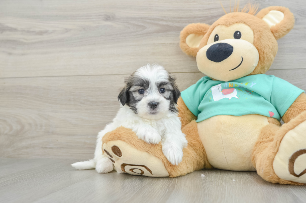 Little Shit Designer Puppy