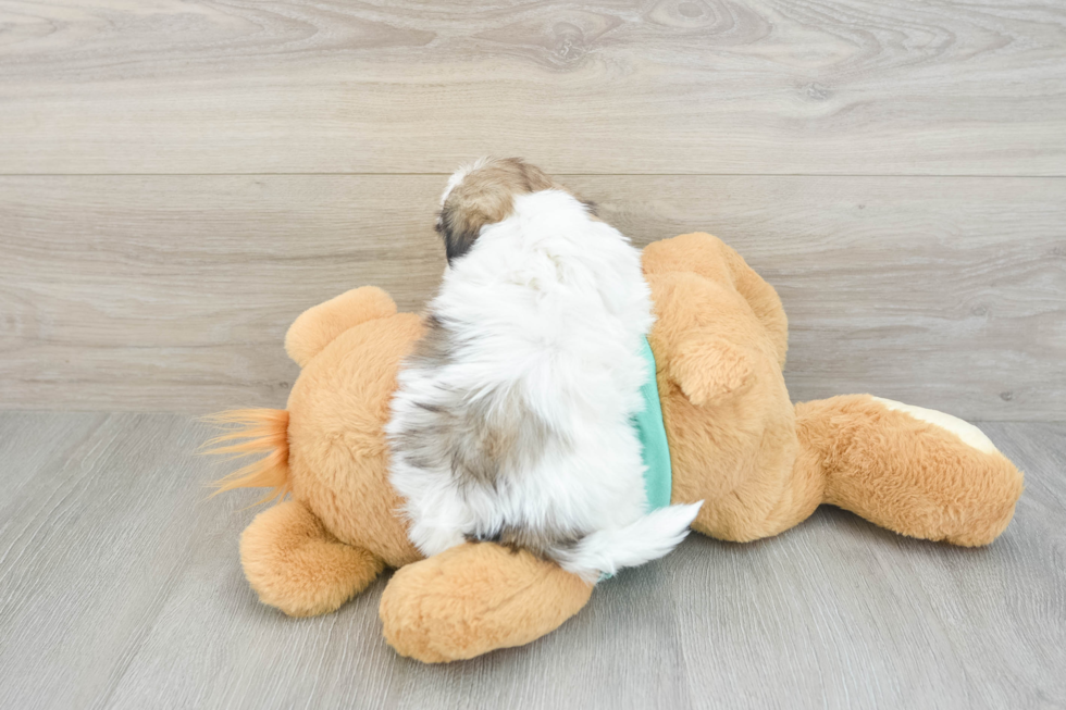 Teddy Bear Pup Being Cute