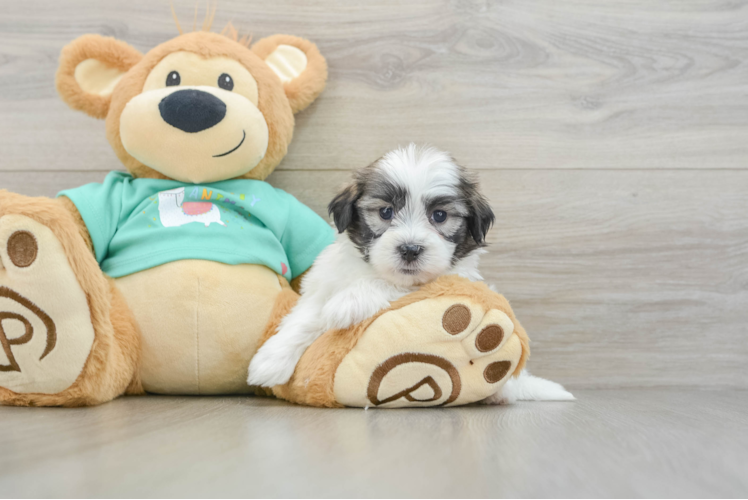 Adorable Shi Chon Designer Puppy