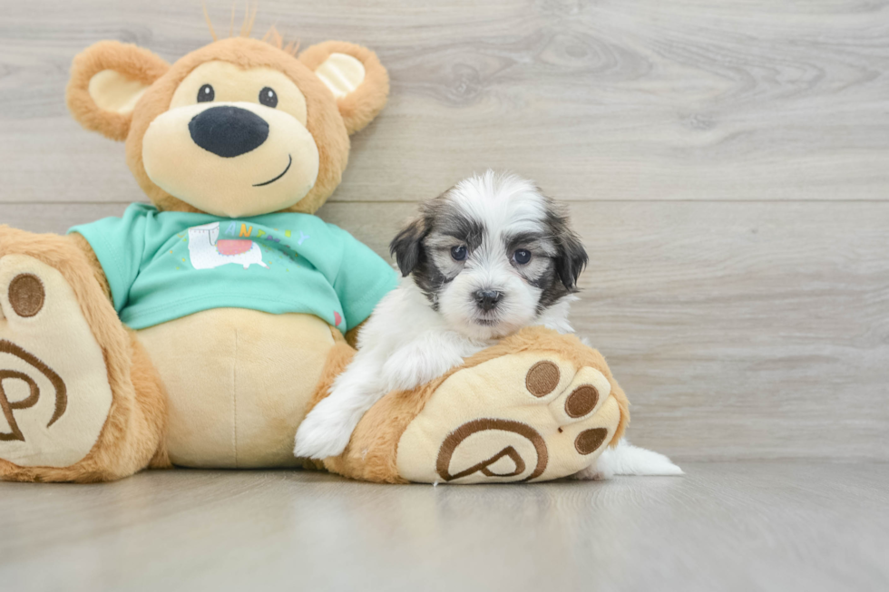 Adorable Shi Chon Designer Puppy