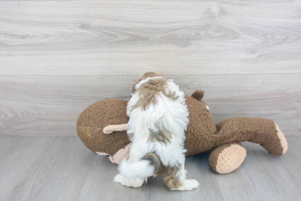 Sweet Teddy Bear Baby