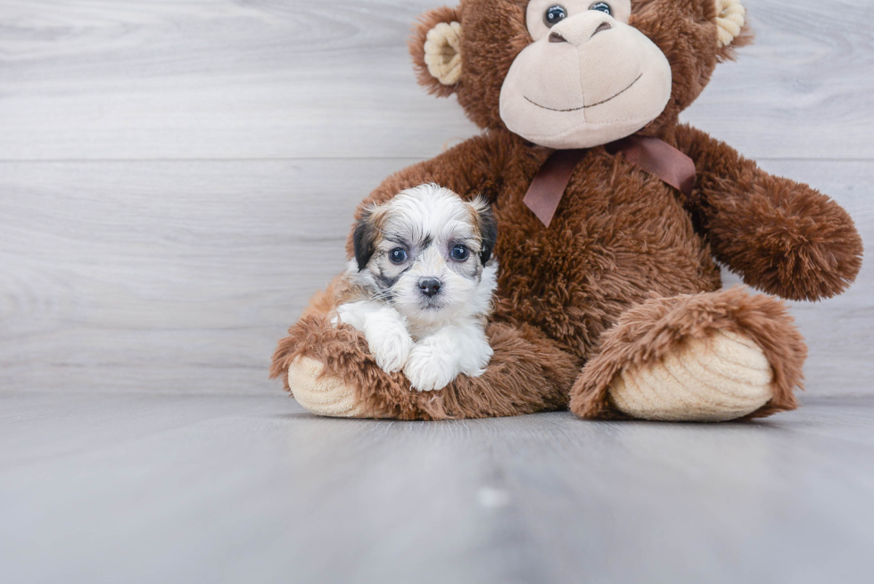 Energetic Shichon Designer Puppy