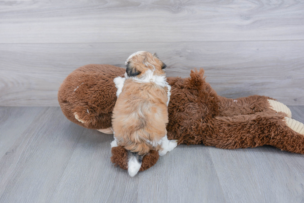 Little Shitzu Designer Puppy