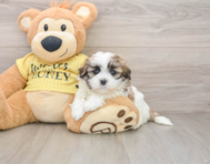 5 week old Teddy Bear Puppy For Sale - Premier Pups