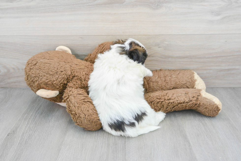 Best Teddy Bear Baby